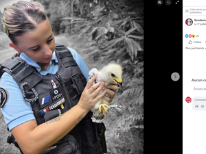 Les gendarmes secourent un bébé buse, perdu au milieu de la route, et lui prodiguent les premiers soins