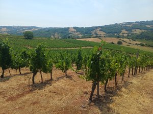 "Je suis inquiet pour quelques petits producteurs" : dans le vallon de Marcillac, les vignes doivent composer avec la chaleur et la grêle