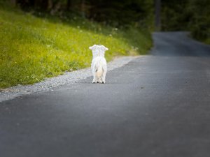 Abandons d'animaux : que dit la loi à un propriétaire qui se sépare de son animal de compagnie ?