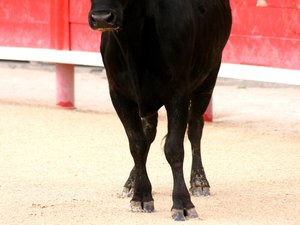 VIDÉO. "Il l'a suivi et a sauté par-dessus les arènes" : en Occitanie, pendant une fête votive, un taureau s'échappe et atterrit sur les tables de la terrasse d'un bar !