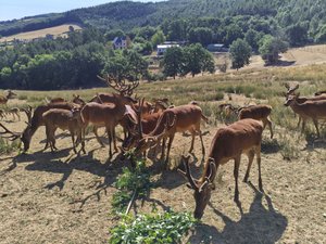 "On se croirait à la fin du mois d'août" : à cause de la canicule, ce parc animalier de l'Aveyron est en quête de tailles de haies pour nourrir ses animaux