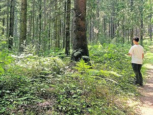 Les forêts et leurs secrets (2/7) : en Aveyron aussi, la forêt reste une histoire à taille humaine