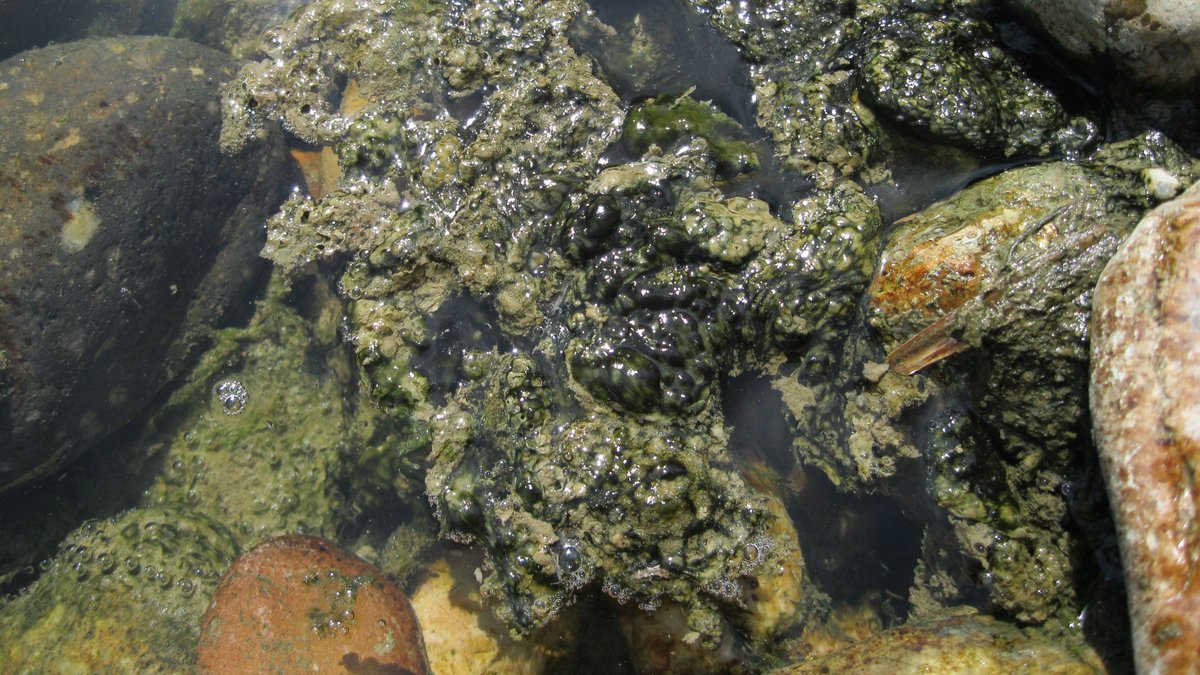cyanobactéries