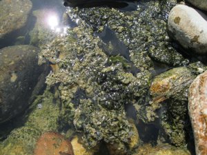 Risque de cyanobactéries : baignade, animaux, quels sont les bons réflexes à adopter durant la période estivale et les fortes chaleurs ?