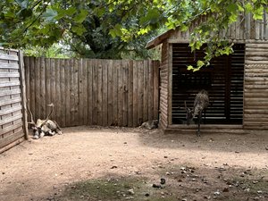"On a eu une augmentation de la fréquentation de 30 % au printemps, et aujourd'hui on a une baisse identique" : comment le Jardin des bêtes fait face à la canicule et garde ses animaux au frais