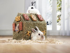 "Pour un lapin ou un cochon d'inde, c'est dès 25 °C que le danger commence" : en Aveyron, Maxi Zoo rappelle que les petits mammifères ne doivent pas être les oubliés de la canicule