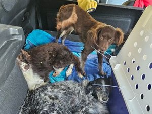 Des cadavres au sol et des chiots retrouvés dans une fosse : un refuge intervient dans l'Aveyron pour secourir une soixantaine de chiens