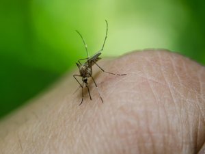 L'OMS alerte sur une hausse des cas en Europe : ce qu'il faut savoir du virus occidental du Nil dont un premier cas a été détecté en France