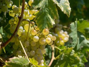 RÉCIT. "C'est la première fois de ma vie que je vendange au mois de juillet !" : en Occitanie, les viticulteurs contraints de commencer la récolte et de s'adapter aux fortes chaleurs