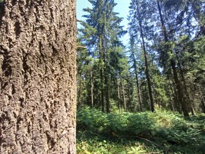 Les forêts et leurs secrets (3/7) : "La forêt s'est morcelée au gré des héritages", en Aveyron, 92 % de la surface forestière est détenue par des propriétaires privés