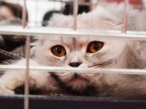 Entassés, dans l'obscurité et sans eau, au milieu de leurs excréments : 39 chats abandonnés dans un garde-meuble... par une vétérinaire
