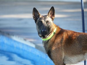 Mordu violemment à la tête par le chien de ses parents, un enfant de 22 mois dans un état grave