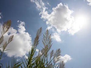 Canicule. Météo : jusqu'à 35 à 38°C , 10 départements maintenus en vigilance orange ce mercredi 5 août