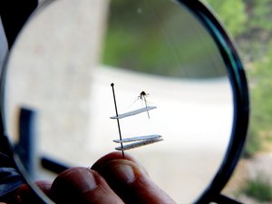 Moustique tigre : pour lutter contre l'insecte, ce parc naturel de l'Aveyron déconseille de lâcher des poissons dans les mares