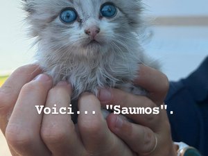 Abandonné dans une poubelle lors de l'incendie en Gironde : les sapeurs-pompiers sauvent Saumos, future mascotte de la caserne