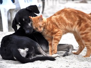 Chiens ou chats vendus illégalement : les animaleries risquent désormais jusqu'à 1 500 ¬ d'amende par animal