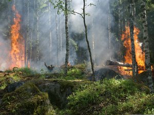 CARTE. Risque de feux de forêt : vigilance rouge activée dans trois départements ce vendredi 7 août, neuf secteurs sont en orange