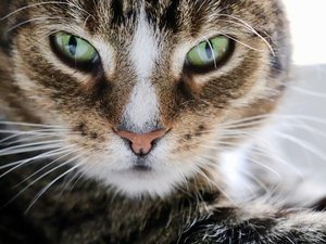 "Je déprime de ne plus voir mon chat" : il escalade l'immeuble dans la nuit, brise la baie vitrée et vole l'animal de compagnie de son ex-compagne
