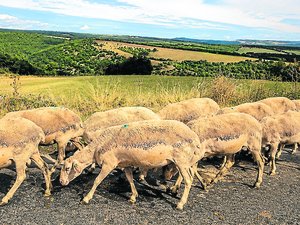 "Ce que nous demandons, c'est simplement un prix juste" : sécheresse, contexte international... À Roquefort, la colère gronde chez les éleveurs de brebis face au géant Société