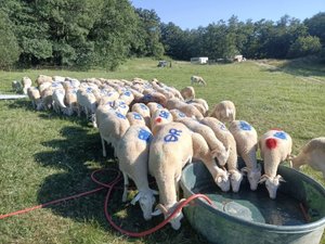 Disparition insolite en Occitanie : la gendarmerie lance un appel à témoins pour retrouver un troupeau d'une centaine de brebis