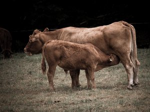 Pour protéger ses veaux, une vache effrayée par le passage d'un joggeur charge une randonneuse en vacances, elle souffre de plusieurs fractures