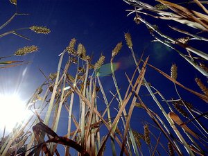 CARTES. Canicule : jusqu'à plus de 40°, une des journées les plus chaudes de l'été, nuit tropicale, où va-t-il faire le plus chaud ce jeudi 13 août ?