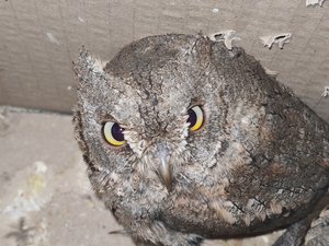 Ils étaient tombés prématurément du nid : de jeunes hiboux nocturnes retrouvent la liberté en Aveyron après un passage par le Centre régional de sauvegarde de la faune sauvage