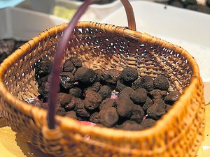 "On s'attend à une grosse baisse, voire à ne rien récolter" : la récolte des truffes s'annonce incertaine en Aveyron à cause du manque d'eau