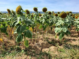 CARTES. Canicule : 75 départements en orange dont dix en Occitanie pour la journée de ce vendredi