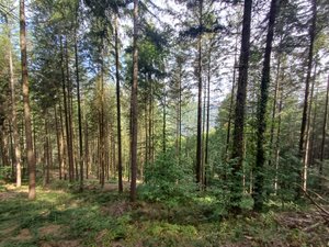 Les forêts et leurs secrets (5/7). "La palette de choix se réduit", face à l'évolution du climat, la replantation des essences prend tout son sens