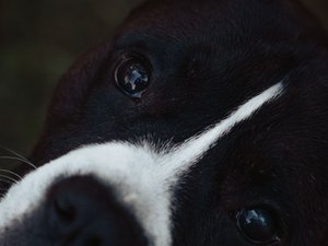 Il a reconnu "quelques négligences" : en Occitanie, un de ses chiens en décomposition dans un sac-poubelle, les deux autres vivaient dans leurs excréments
