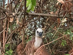 Le vautour loupe totalement son atterrissage et se retrouve coincé dans un arbre, les pompiers volent à son secours