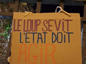 Six brebis retrouvées mortes : des agriculteurs pointent du doigt le loup et mènent une action coup de poing en Lozère en accrochant deux bêtes mortes sur la grille de la préfecture