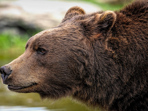 Un éleveur se retrouve face à un ours, sa chienne se fait sectionner la patte : en quoi consiste le protocole "ours à problèmes" déclenché en Ariège ?