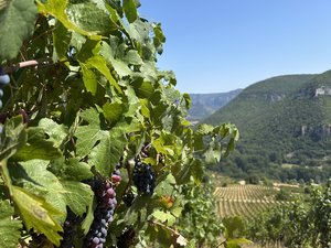 "Le vin avec un haut degré d'alcool ne se vend plus" : les vendanges ont démarré dans le Sud-Aveyron, une récolte précoce qui survient trois semaines plus tôt qu'à l'accoutumée