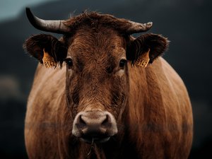 La vache voulait se rafraîchir en raison de la chaleur, elle s'enlise dans un étang, et doit son salut à un jeune pêcheur qui a alerté les secours