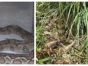 Après le cobra de Castelginest, deux boas capturés par les pompiers près de Toulouse : décidément, les reptiles aiment se faire la malle en Haute-Garonne