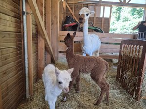 "C'est magique" : en Aveyron, des jumeaux alpagas naissent à la ferme des Andes