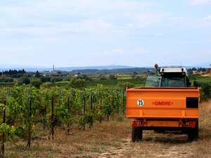 Drame dans les vignes : un accident de tracteur tue un adolescent de 17 ans et blesse neuf autres vendangeurs, dont deux grièvement
