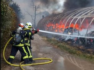 60 chiens et 30 chiots évacués : les pompiers sauvent tous les animaux d'un centre canin menacé par un incendie