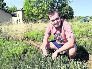 "Chaque plante a ses propriétés" : Jordy confectionne ses huiles essentielles locales en Aveyron