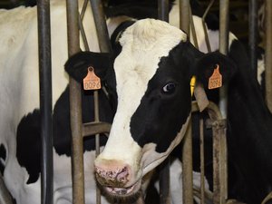 "Aucun danger pour la consommation de viande ou de lait" : un premier cas de virus Shamonda identifié en Aveyron dans un élevage bovin
