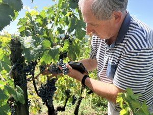 "Les vignes ont subi un fort stress hydrique" : en Aveyron, malgré la chaleur, le vin de Macarou et ses 80 cépages fait de la résistance