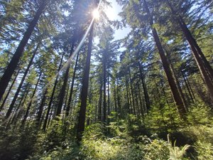 Les forêts et leurs secrets (7/7) : "Le taux de mortalité a explosé chez les arbres en dix ans", des forêts attaquées... et à aider face aux affres du climat, des incendies et des insectes