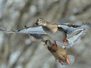 Un canard sauvage percute des fils électriques, prend feu, et provoque un incendie dans un village en tombant au sol