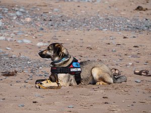 Des familles d'accueil, pour des chiens d'assistance, recherchées en Aveyron pour accompagner les personnes souffrant de diabète de type 1