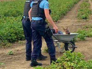 L'image du jour : les gendarmes offrent une croisière en brouette à un jeune chevreuil épuisé qui n'arrivait pas à sortir d'un jardin