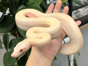 "Fermez portes et fenêtres" : faut-il craindre vraiment ce boa constrictor albinos qui s'est échappé en Occitanie ?