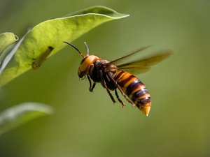 Des frelons asiatiques avaient fait leur nid dans le tronc d'un arbre, plusieurs randonneurs piqués lors de leur passage pendant un événement sportif, finissent à l'hôpital