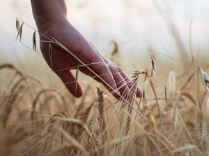 Canicule et sécheresse : "éviter les faillites" et "relancer la production", la ministre de l'Agriculture annonce une aide d'un milliard d'euros pour soutenir les agriculteurs